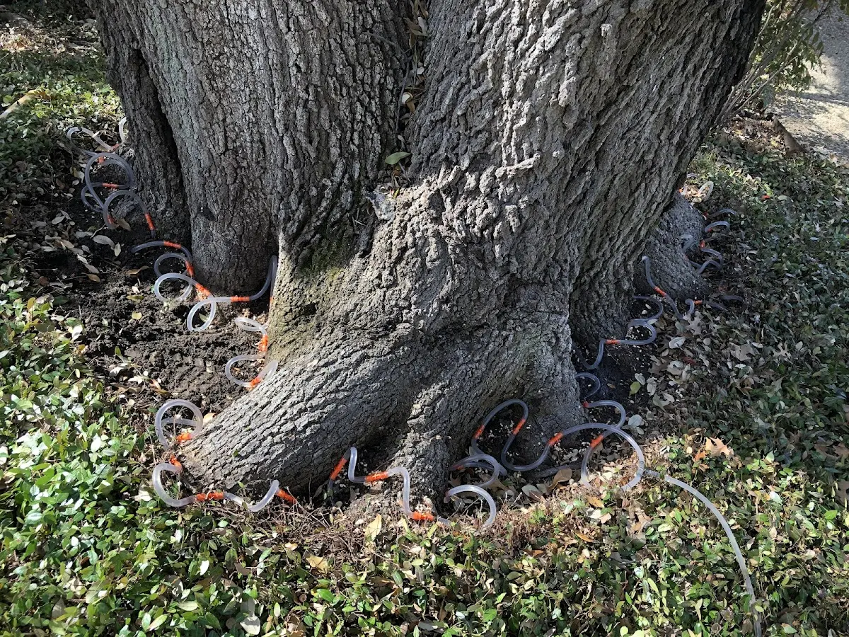 Detailed Tree Cabling and Bracing job site in Hubbardston