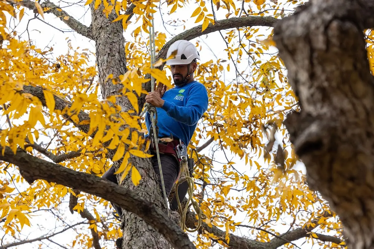 Skilled Storm Damage Cleanup crew working in Hubbardston